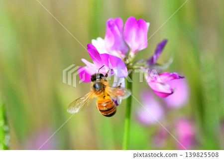 Bees and Astragalus sinensis Bees and Astragalus sinensis 139825508