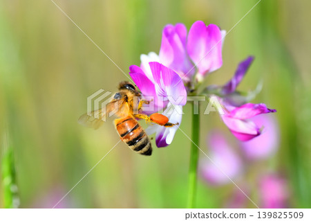 蜜蜂和黃芪 139825509