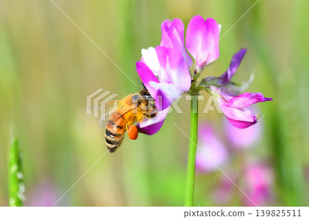 蜜蜂和黃芪 139825511