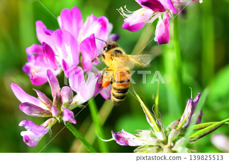 Bees and Astragalus sinensis 139825513