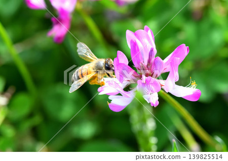 蜜蜂和黃芪 139825514