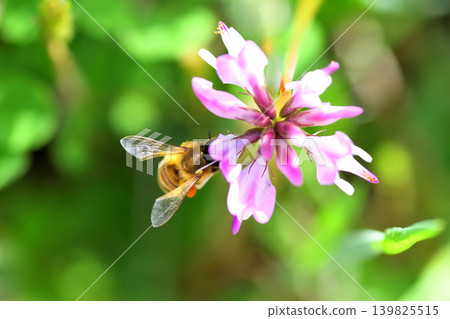 蜜蜂和黃芪 139825515