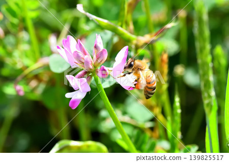 Bees and Astragalus sinensis Bees and Astragalus sinensis 139825517