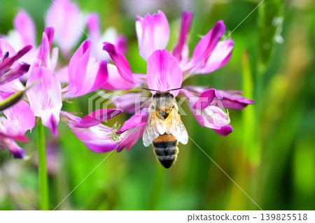 Bees and Astragalus sinensis 139825518