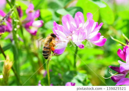 蜜蜂和黃芪 139825521