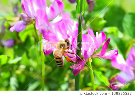 Bees and Astragalus sinensis Bees and Astragalus sinensis 139825522