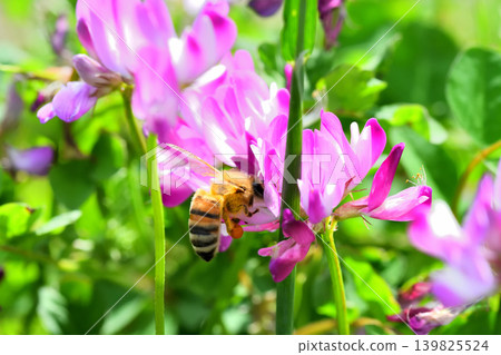 Bees and Astragalus sinensis Bees and Astragalus sinensis 139825524
