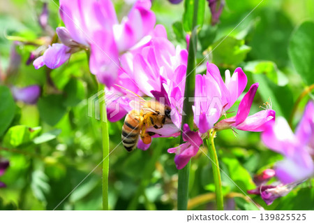 Bees and Astragalus sinensis Bees and Astragalus sinensis 139825525