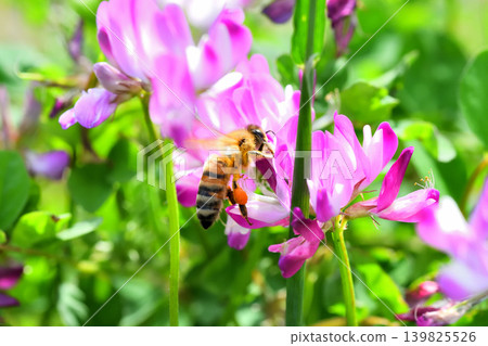 蜜蜂和黃芪 蜜蜂和黃芪 139825526