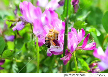 蜜蜂和黃芪 139825527