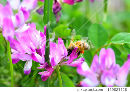 Bees and Astragalus sinensis Bees and Astragalus sinensis 139825528
