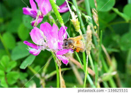 Bees and Astragalus sinensis Bees and Astragalus sinensis 139825531