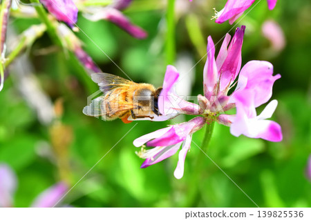 蜜蜂和黃芪 蜜蜂和黃芪 139825536