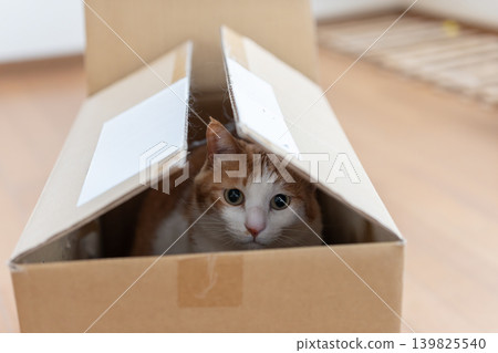 紙箱裡的貓棕色虎斑白色 紙箱裡的貓棕色虎斑白色 139825540