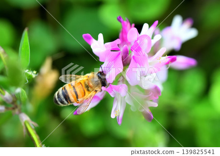 蜜蜂和黃芪 139825541