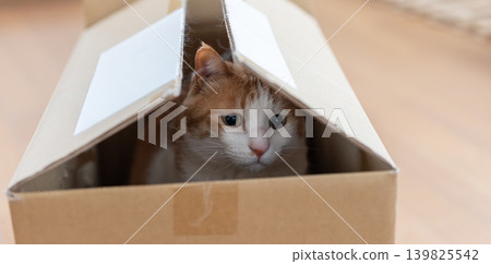 紙箱裡的貓棕色虎斑白色 139825542