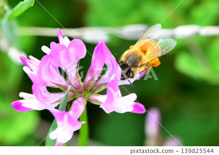 蜜蜂和黃芪 139825544