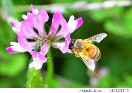 蜜蜂和黃芪 139825545