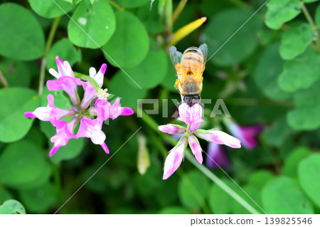 蜜蜂和黃芪 139825546