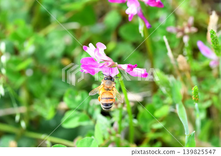 蜜蜂和黃芪 139825547