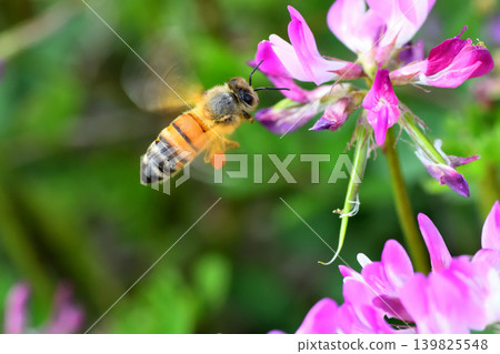 Bees and Astragalus sinensis Bees and Astragalus sinensis 139825548