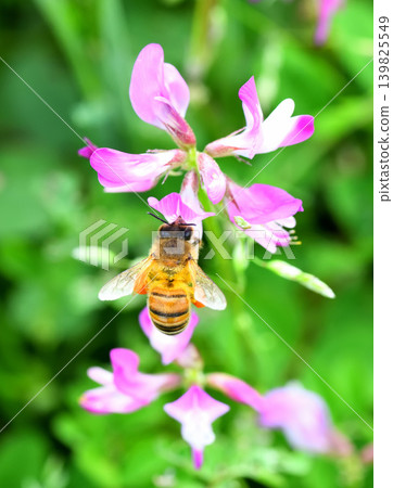 Bees and Astragalus sinensis Bees and Astragalus sinensis 139825549