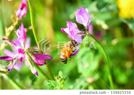 蜜蜂和黃芪 蜜蜂和黃芪 139825550