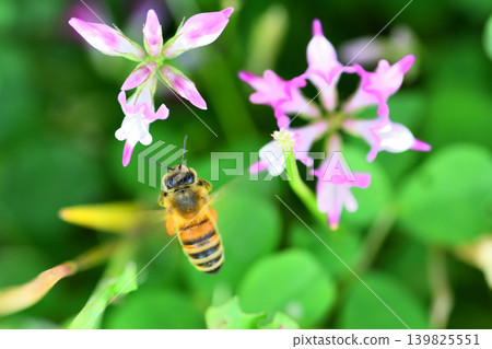 蜜蜂和黃芪 139825551