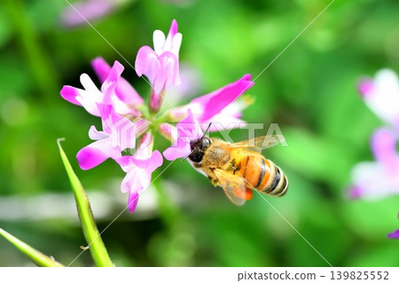 蜜蜂和黃芪 139825552