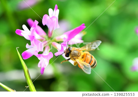 Bees and Astragalus sinensis Bees and Astragalus sinensis 139825553