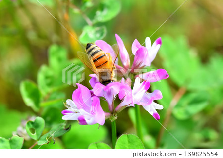 蜜蜂和黃芪 139825554