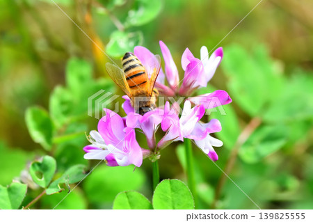 Bees and Astragalus sinensis Bees and Astragalus sinensis 139825555