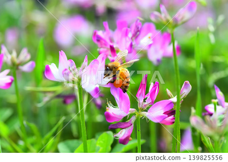 蜜蜂和黃芪 139825556