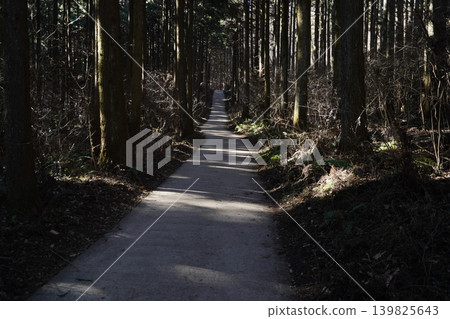 Climbing Mt. Mizusawa, a popular low mountain in Shibukawa City. The forest road leading to the trailhead passes through a cedar forest. January 9, 2026 139825643