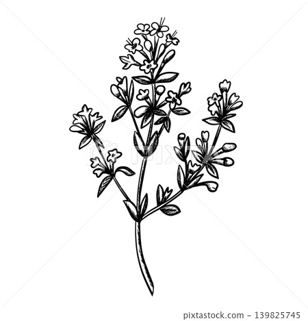 Thyme branch graphic illustration. Hand drawn ink sketch of aromatic culinary herb with small leaves and delicate flowers. Ideal for natural, organic, culinary, and botanical themed designs. 139825745