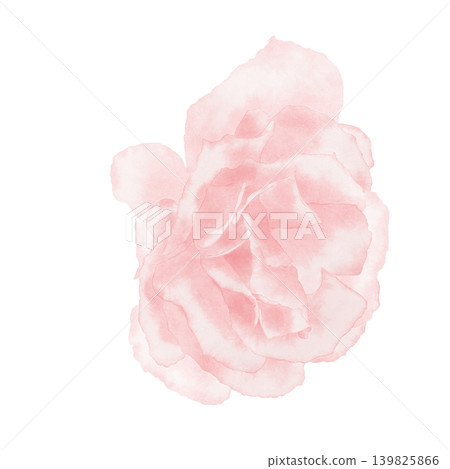Watercolor illustration of a pink rose flower, a delicate soft colors, closeup 139825866