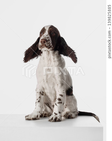 Spaniel puppy sitting on white pedestal with long ears and calm curious look. 139825885