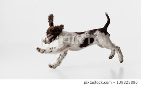 Spaniel puppy leaping across white studio background with playful energy. 139825886