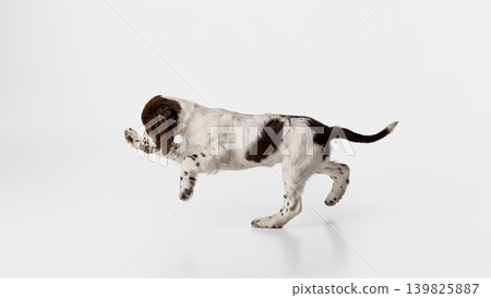 Spaniel puppy running sideways on white studio background with clean copy space. 139825887