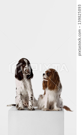 Two spaniel dogs sitting together on white pedestal with clean studio copy space. Two spaniel dogs sitting together on white pedestal with clean studio copy space. 139825893