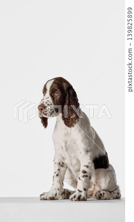 Calm brown and white spaniel puppy sitting on white studio background with copy space. Calm brown and white spaniel puppy sitting on white studio background with copy space. 139825899
