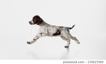 Energetic brown and white spaniel puppy jumping forward on white studio background. 139825900