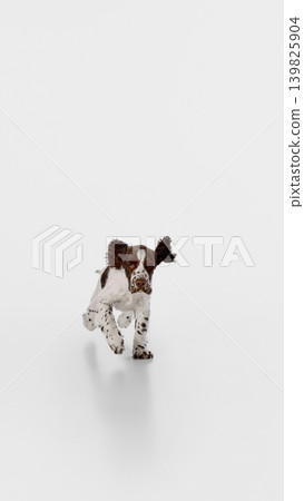 Spaniel puppy running toward camera on white studio background with focused look 139825904