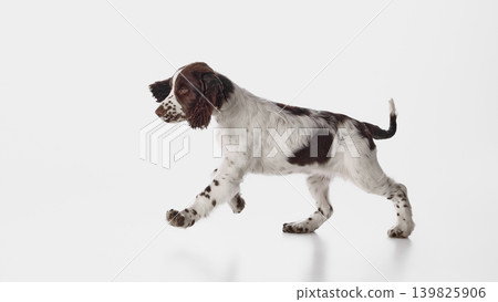 Brown and white spaniel puppy walking in profile on white studio background Brown and white spaniel puppy walking in profile on white studio background 139825906
