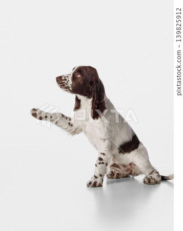 Spaniel puppy sitting in profile and raising paw on white studio background 139825912