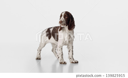 Brown and white spaniel standing on white studio background with curious expression 139825915