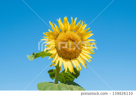 sunflower sunflower 139826110