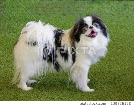 一隻日本狆犬轉過身來,露出了笑容。 一隻日本狆犬轉過身來,露出了笑容。 139826138