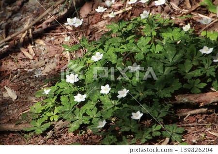 Mount Takao: Scenery and Flowers Mount Takao: Scenery and Flowers 139826204