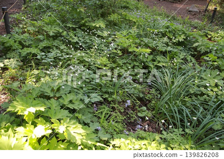 Mount Takao: Scenery and Flowers Mount Takao: Scenery and Flowers 139826208